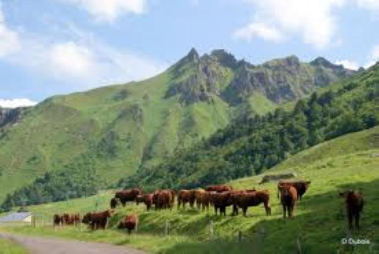 Tulipe, Appartement 5 Personnes, Entre Sancy Et Volcans D'Auvergne Orcival Exteriér fotografie